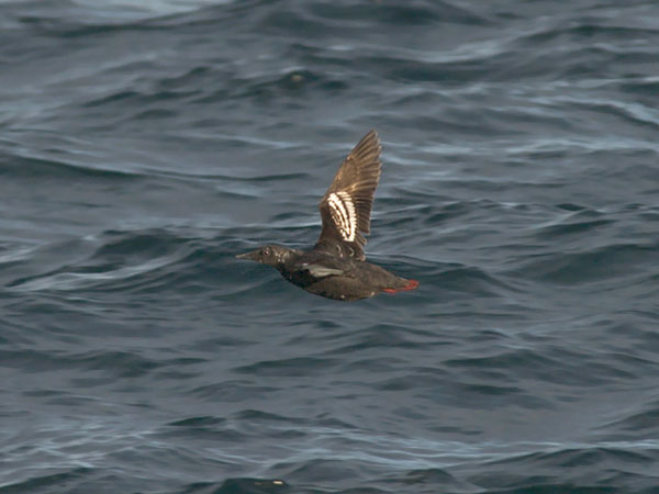 Riskilä, Black Guillemot, Cepphus grylle